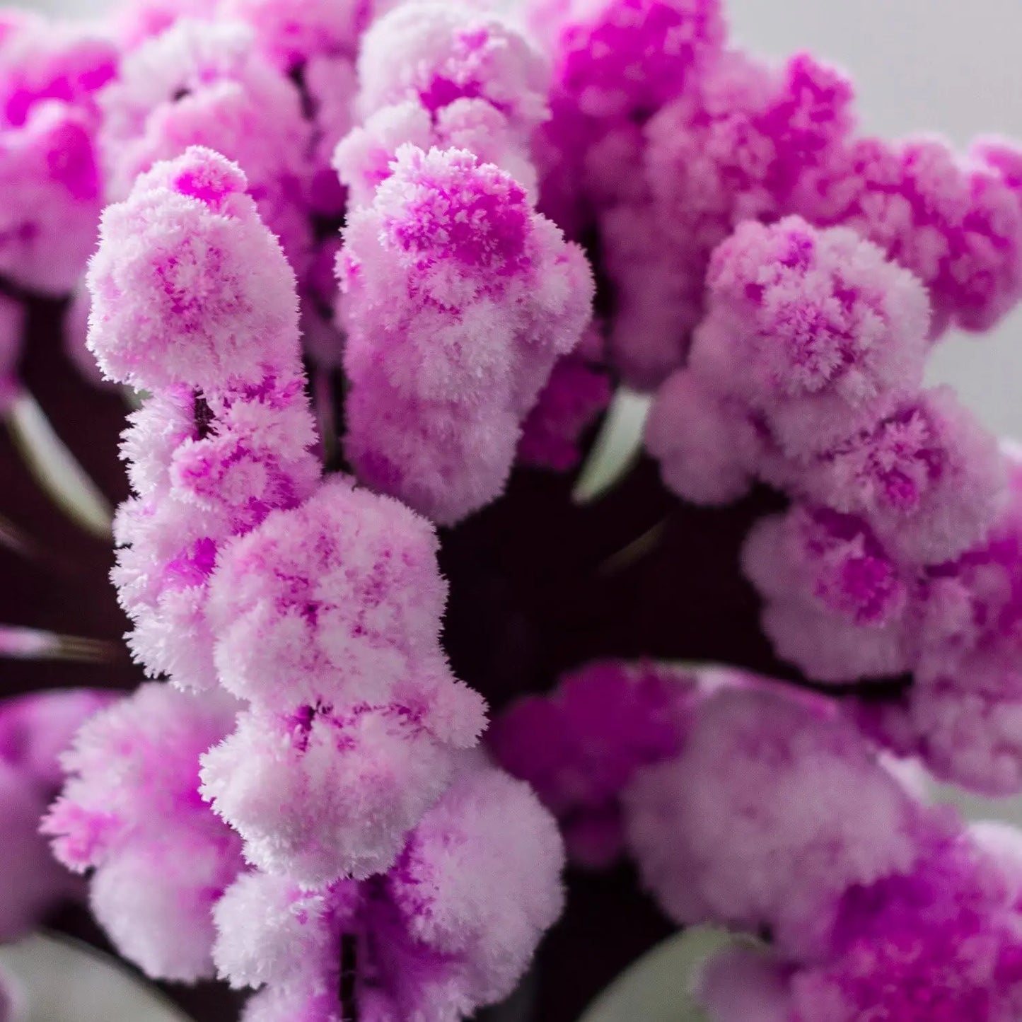 Mini Christmas Tree Magic Growing Kit