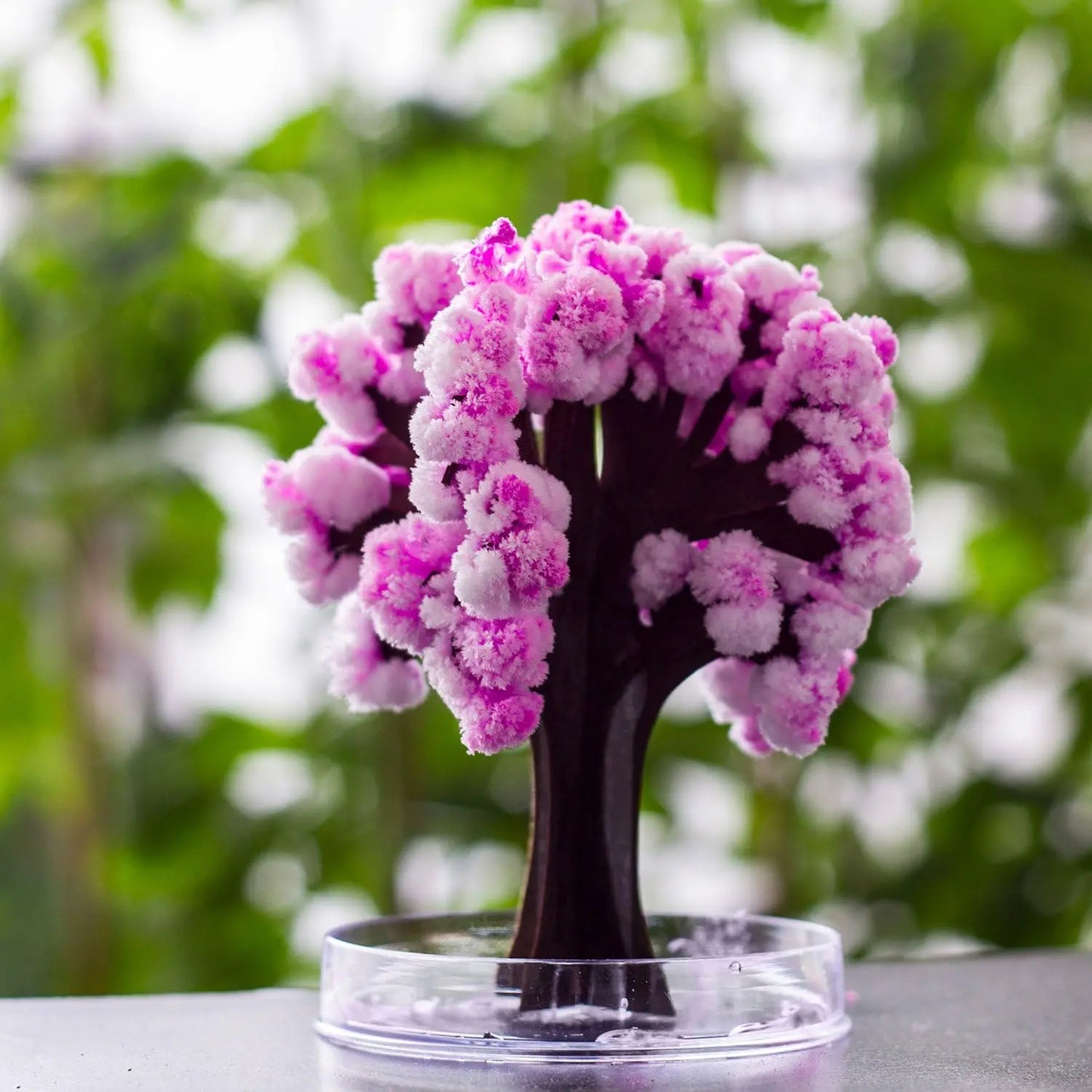 Mini Christmas Tree Magic Growing Kit