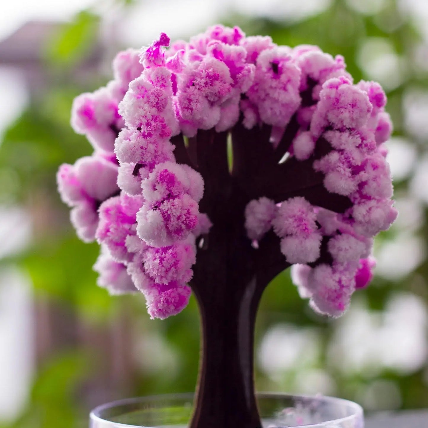 Mini Christmas Tree Magic Growing Kit